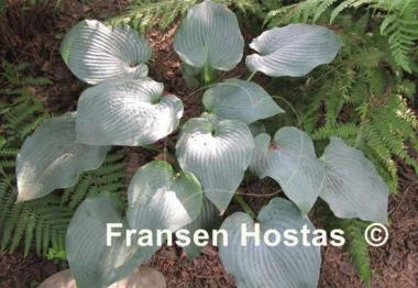 Hosta Something Blue