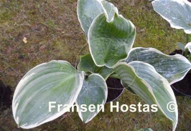 Hosta Sophisticated Lady