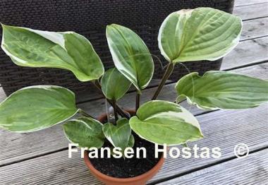 Hosta Sorbet