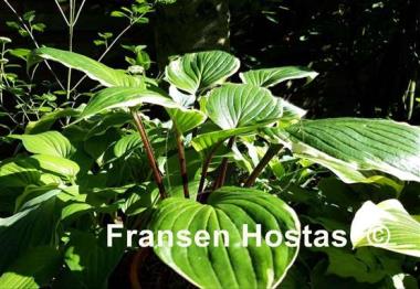 Hosta Sorbet