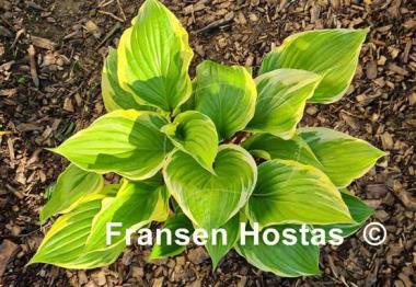 Hosta Sorbet