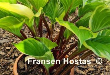 Hosta Sorbet