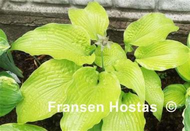 Hosta Soul Shine