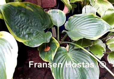 Hosta Sourpuss