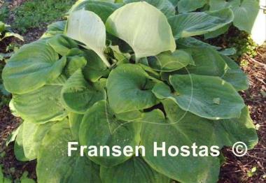 Hosta Sourpuss