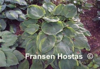Hosta Sourpuss