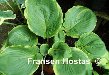 Hosta Sourpuss
