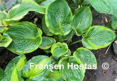 Hosta Sourpuss