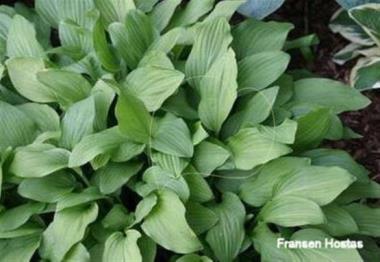 Hosta Southern Comfort