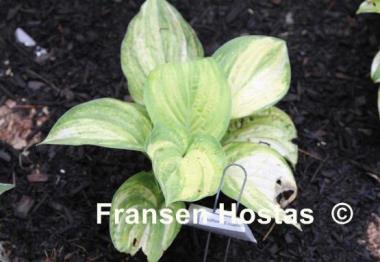 Hosta Southern Essence