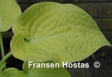 Hosta Southern Gold