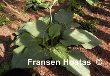 Hosta Space Odyssey