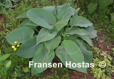 Hosta Space Odyssey