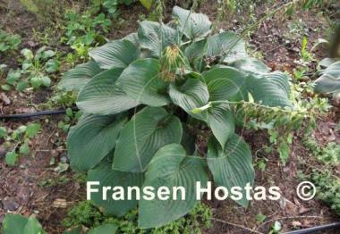 Hosta Space Odyssey