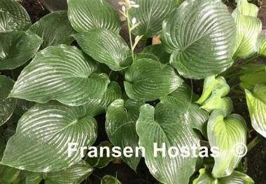 Hosta Space Odyssey