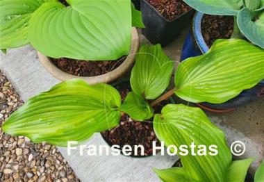 Hosta Sparkle