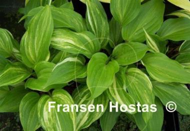 Hosta Sparkle