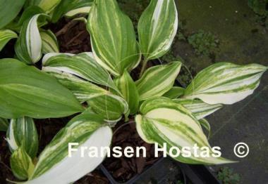 Hosta Sparkle