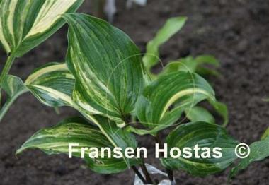 Hosta Sparkle