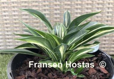 Hosta Sparkler - Fransen Hostas