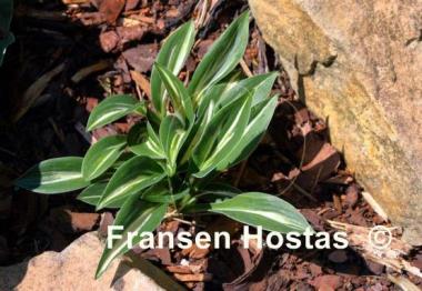 Hosta Sparkler