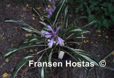 Hosta Sparkler
