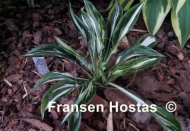 Hosta Sparkler