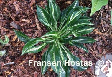 Hosta Sparkler