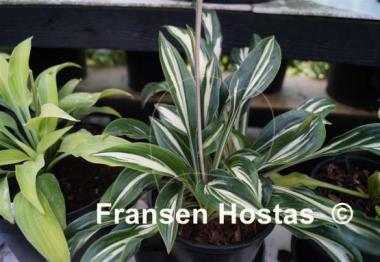 Hosta Sparkler