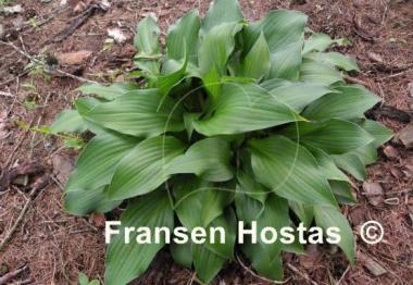 Hosta Sparkling Burgundy