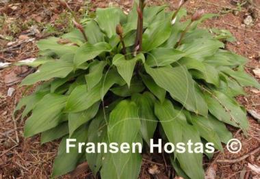 Hosta Sparkling Burgundy