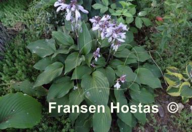 Hosta Sparkling Burgundy