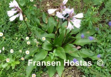 Hosta Sparkling Burgundy