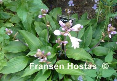 Hosta Sparkling Burgundy