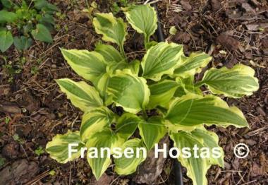 Hosta Sparky