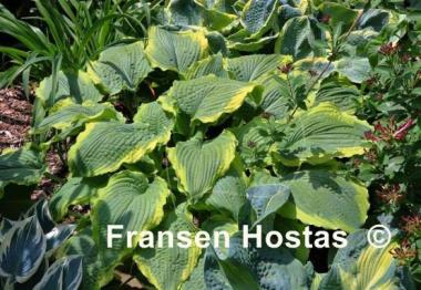 Hosta Spartacus