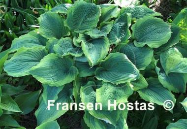 Hosta Spartacus