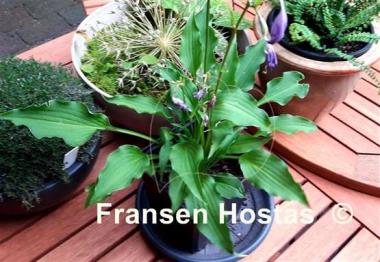 Hosta Spartan Arrow