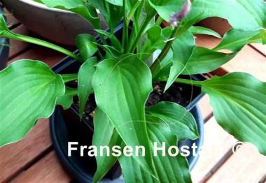 Hosta Spartan Arrow