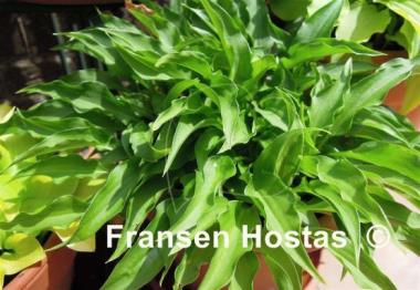 Hosta Spartan Arrow