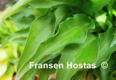 Hosta Spartan Arrow