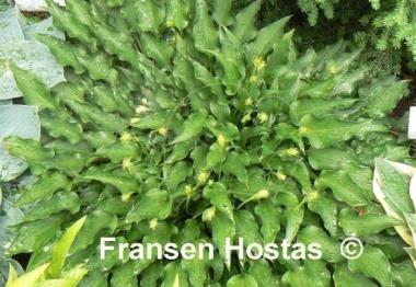 Hosta Spartan Arrow