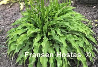 Hosta Spartan Arrow