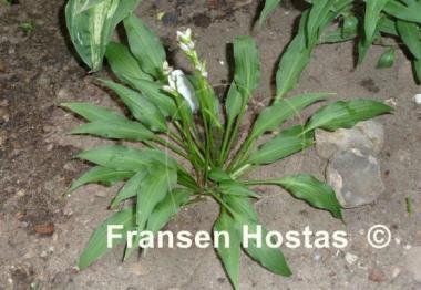 Hosta Spartan Arrow