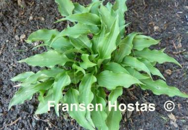 Hosta Spartan Arrow
