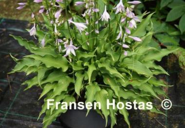 Hosta Spartan Arrow