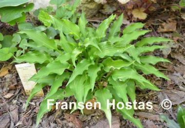 Hosta Spartan Arrow