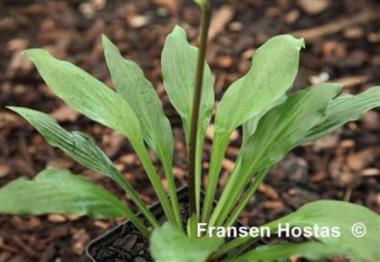 Hosta Spartan Gem
