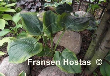 Hosta Spartan Glory