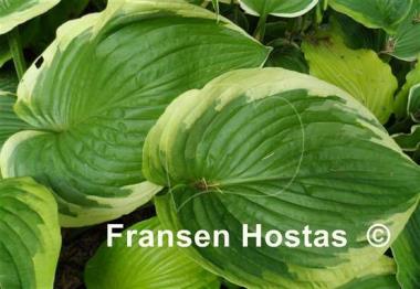 Hosta Spartan Glory